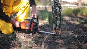 Best Tree Preservation Services  in Franklinville, NJ