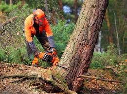 Best Firewood Processing and Delivery  in Franklinville, NJ