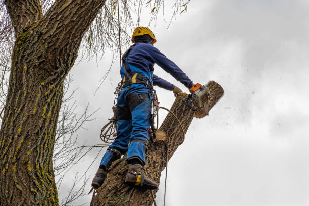 Best Tree Maintenance Programs  in Franklinville, NJ