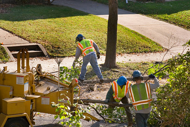 Best Lawn Renovation and Restoration  in Franklinville, NJ
