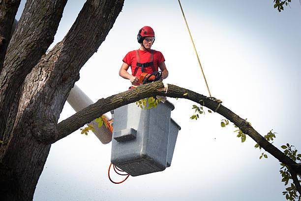 Best Tree and Shrub Care  in Franklinville, NJ
