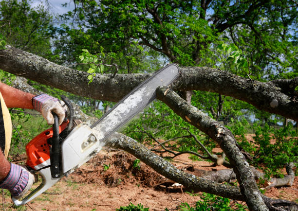 Best Utility Line Clearance  in Franklinville, NJ